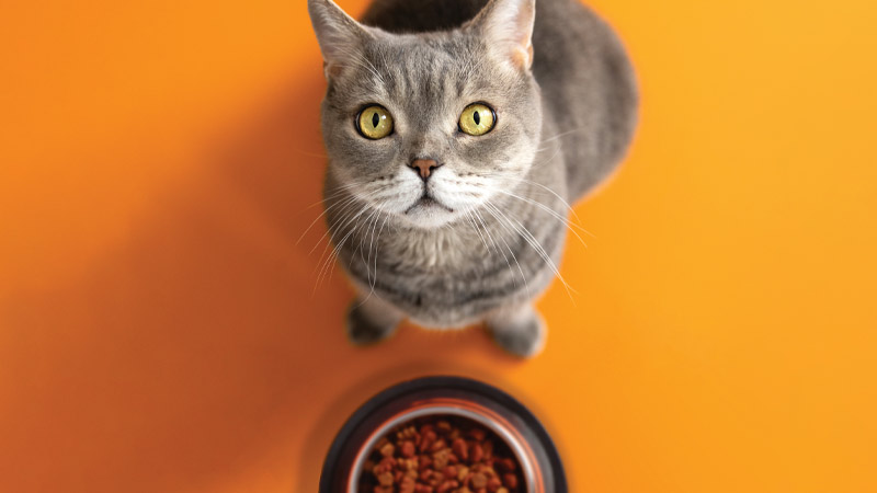 Vista de cima de um gato cinzento junto ao prato de comida, fundo laranja em baixo
